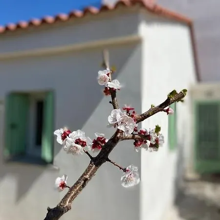 Дом отдыха Anastasia, Downtown